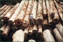 Sustainable Forest Products